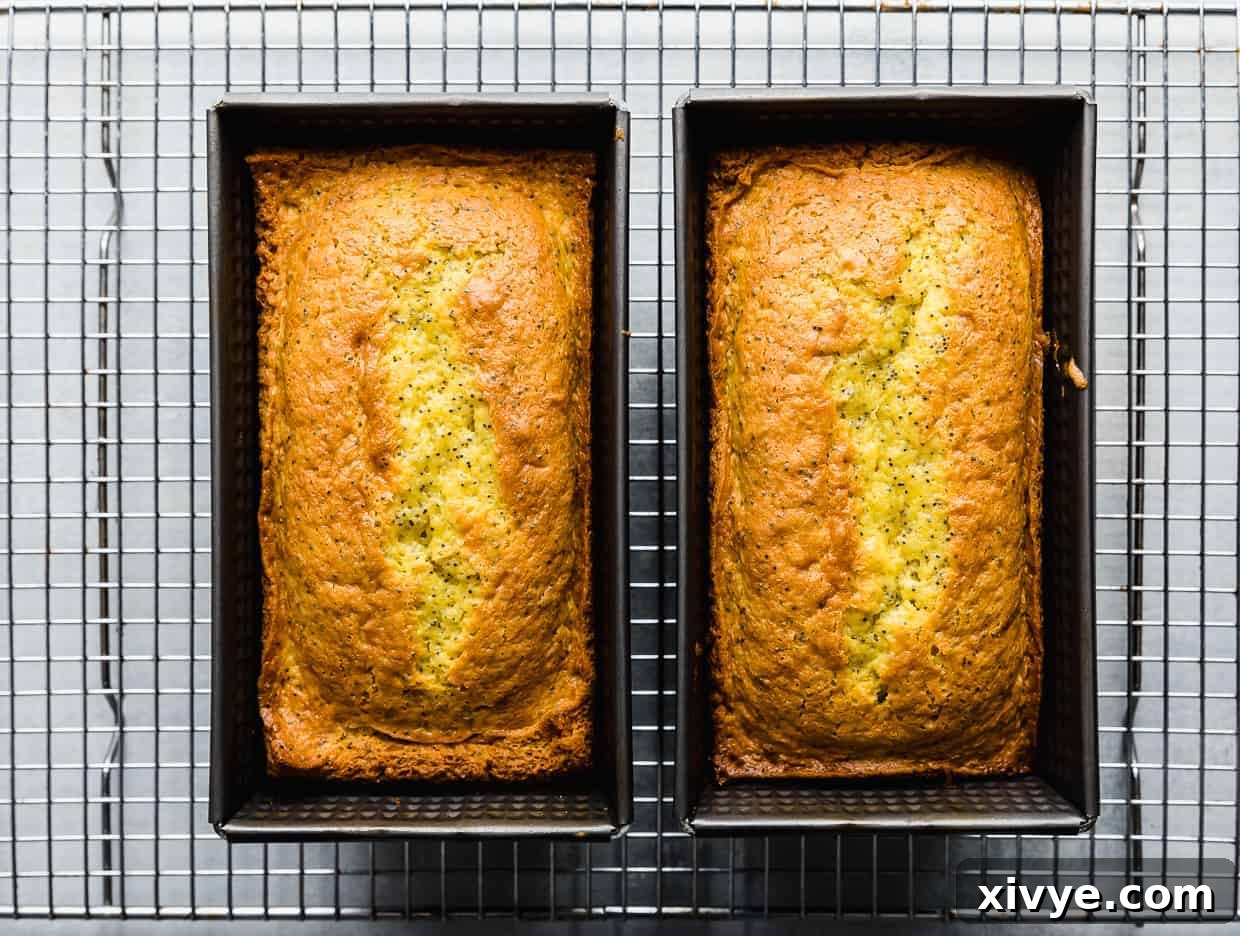 Two golden brown, freshly baked lemon poppy seed loaves, still nestled warmly in their respective loaf pans, resting on a wire cooling rack. Delicate wisps of steam gently rise from the warm bread.