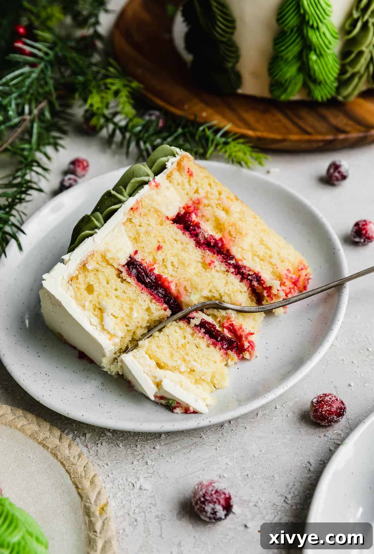 A slice of orange cranberry layered cake on a white plate with sugared cranberries scattered around the plate, an inviting and delicious display.