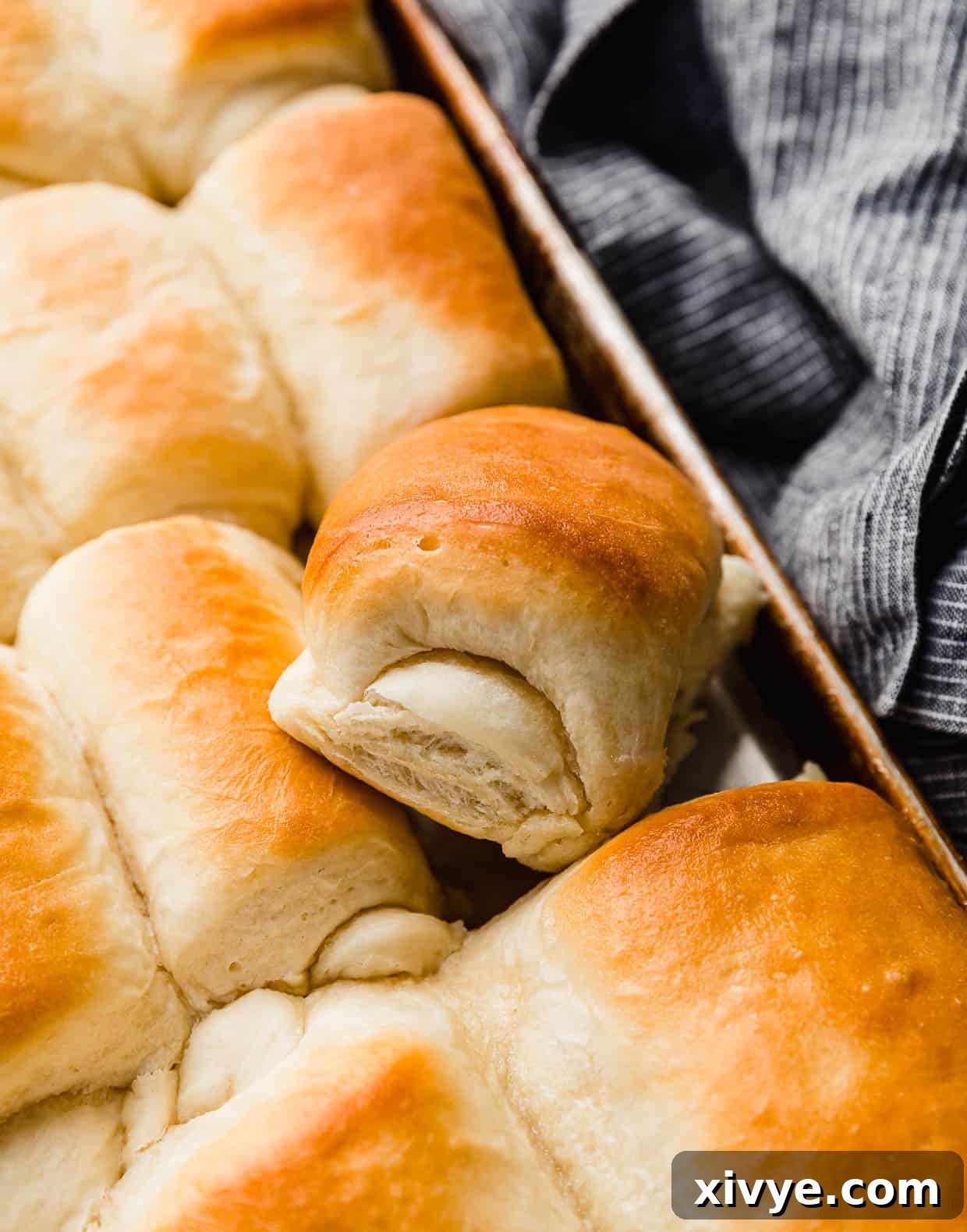 Homemade Lion House Rolls on a baking sheet.