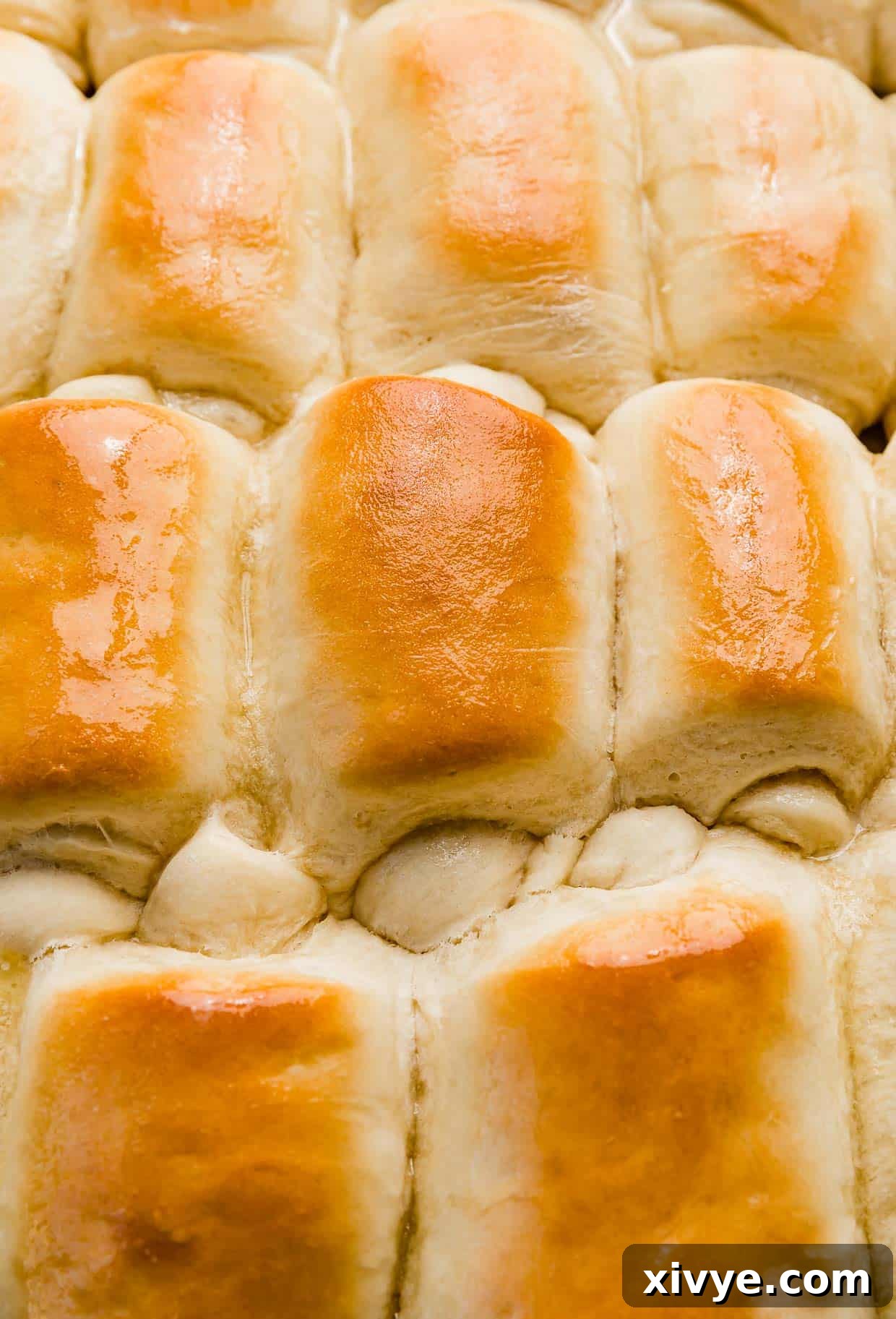 Golden Lion House Rolls rolled in the signature "Lion House" way, lined up next to each other on a baking sheet.