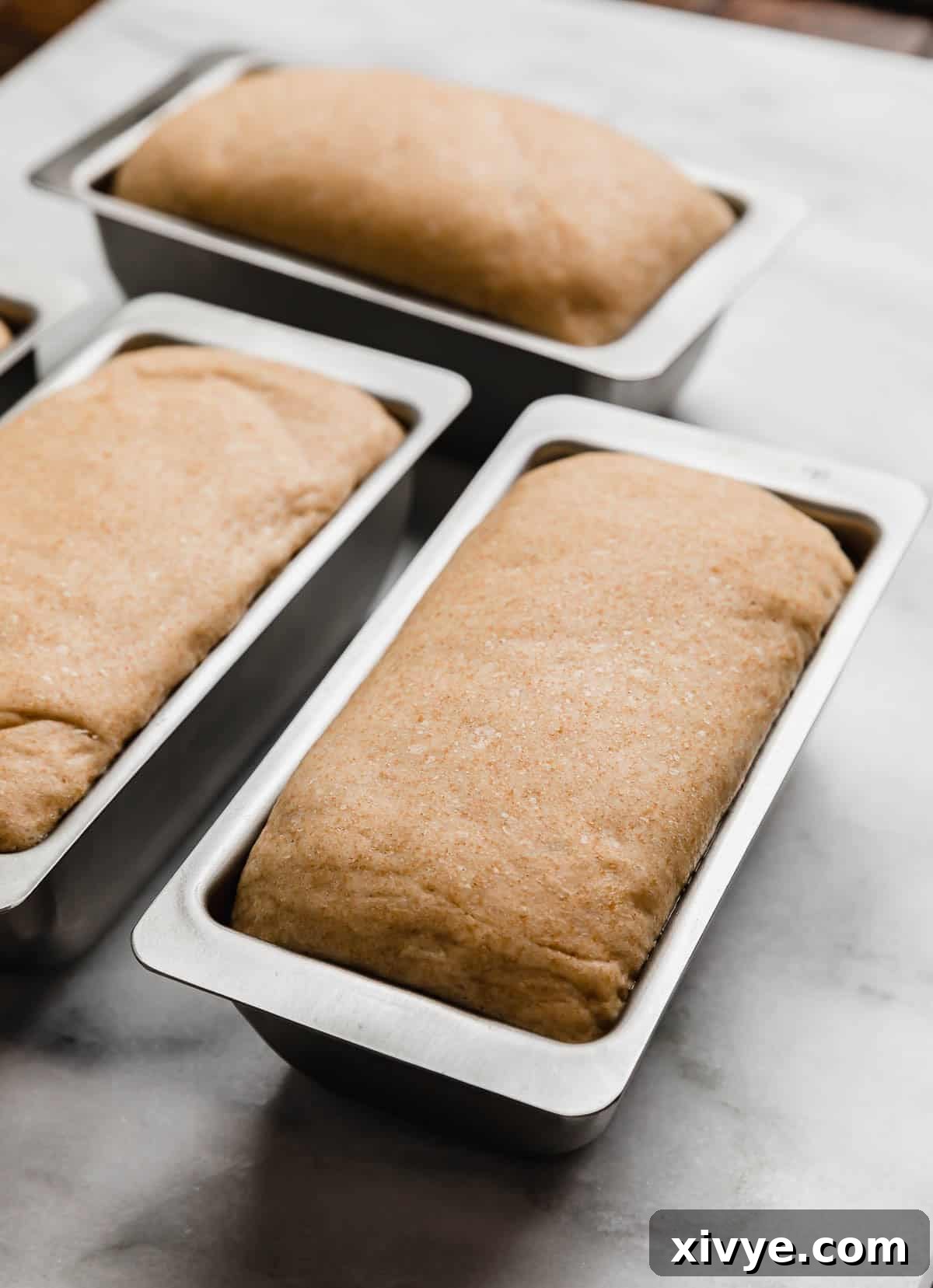 Fifty-Fifty White and Whole Wheat Bread 11 50/50 Bread (White/Wheat Bread Recipe) in a mini loaf pan, risen about an inch above the bread pan.