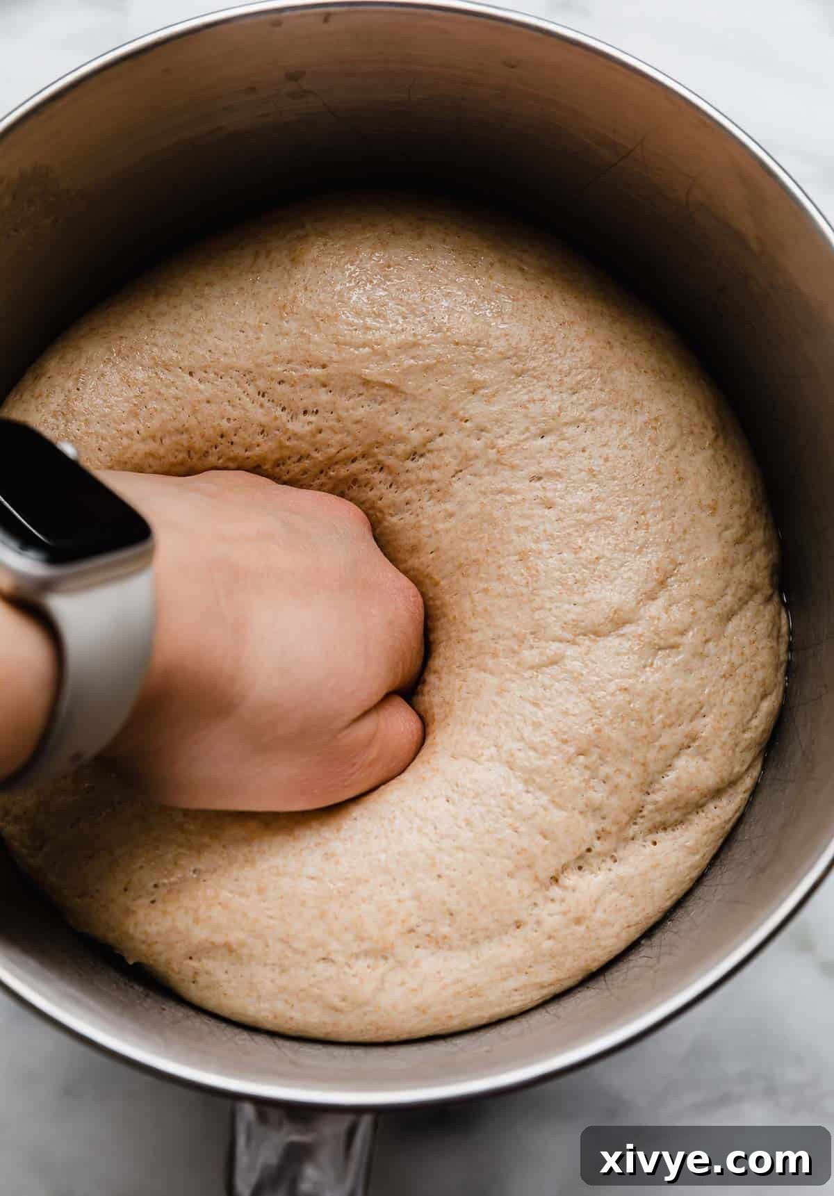 Fifty-Fifty White and Whole Wheat Bread 9 A hand degassing (punching a fist into) 50/50 bread dough in a metal mixing bowl.