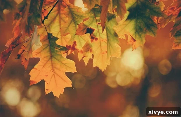 Autumn colored leaves displaying vibrant reds, oranges, and yellows against a soft background.