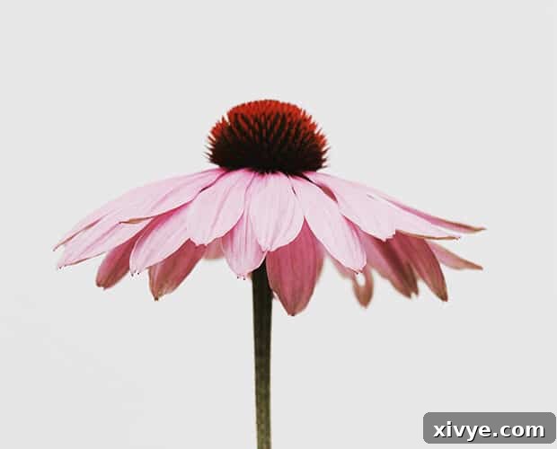 A side photo of a vibrant pink flower, showcasing nature's beauty and serenity.