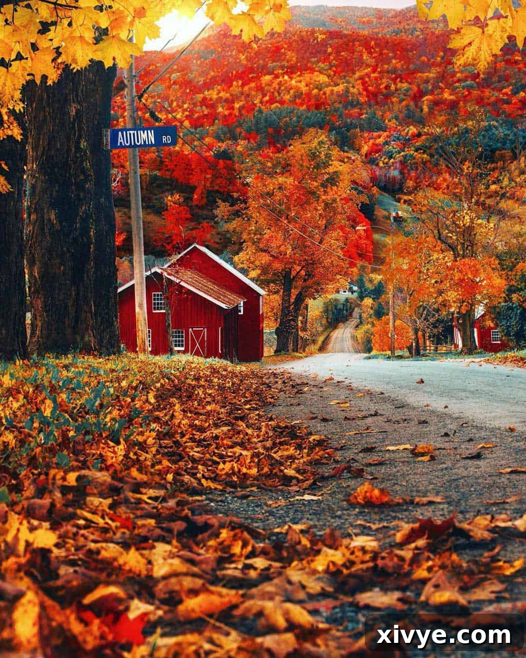 Vibrant fall foliage painting a picturesque landscape with rich reds, oranges, and yellows.